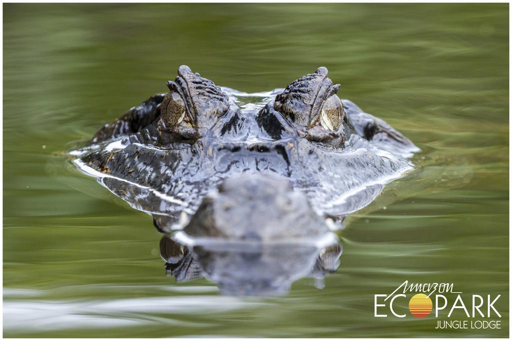 Amazon Ecopark Jungle Lodge Манаус Екстер'єр фото